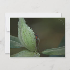 昆虫の饗宴： Oncopeltus fasciatus/Sarcophagidae