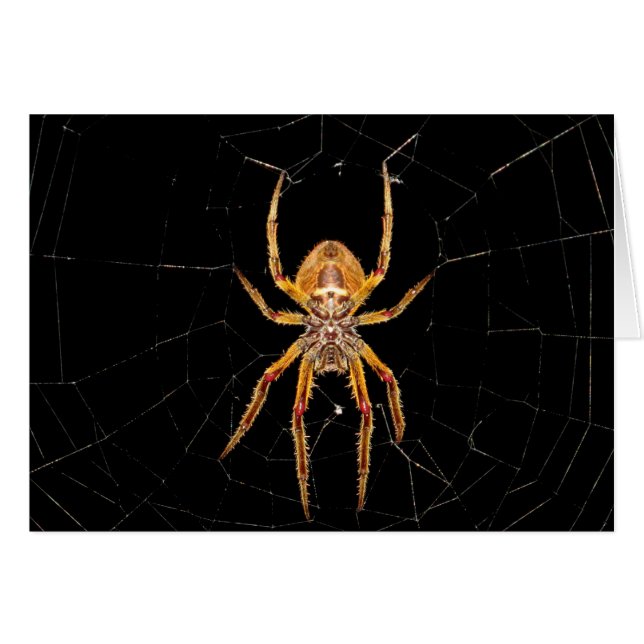 昆虫マクロスパイダーコロンビア (正面横)