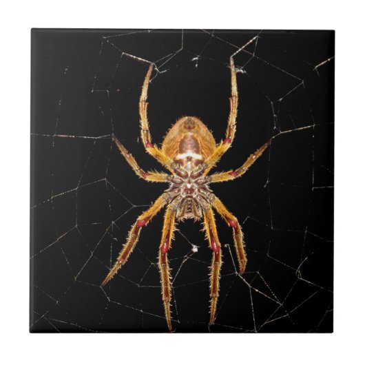 昆虫マクロスパイダーコロンビア タイル (正面)
