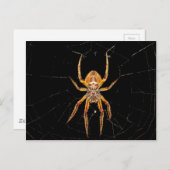 昆虫マクロスパイダーコロンビア ポストカード (正面/裏面)