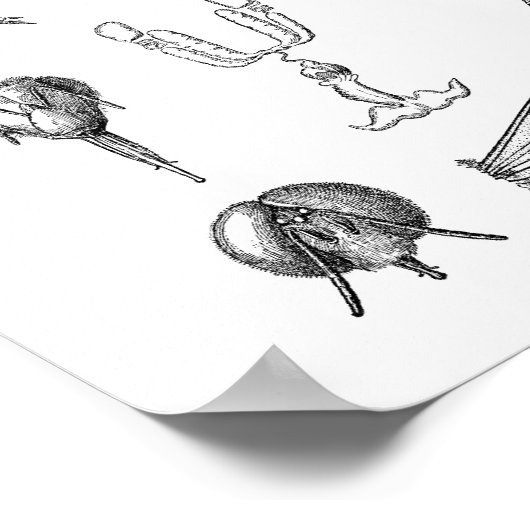 昆虫図 ポスター (角)