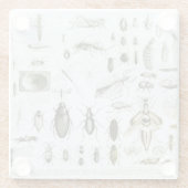 昆虫学の昆虫 ガラスコースター (裏面)