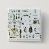 昆虫学の昆虫 缶バッジ (正面)