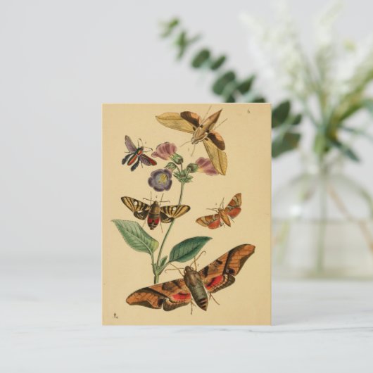 昆虫学はがき ポストカード (スタンド正面)