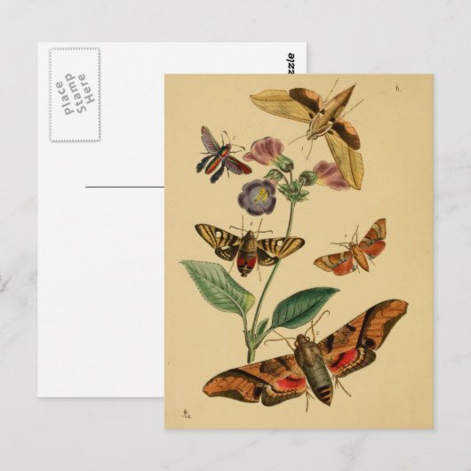昆虫学はがき ポストカード (正面/裏面)