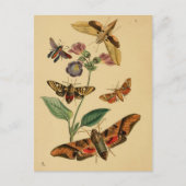 昆虫学はがき ポストカード (正面)