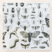 昆虫学 ガラスコースター (正面)