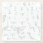 昆虫学 ガラスコースター (裏面)