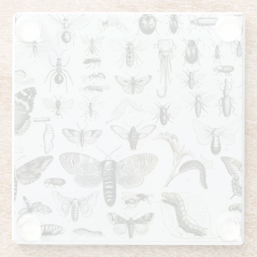 昆虫学 ガラスコースター (裏面)