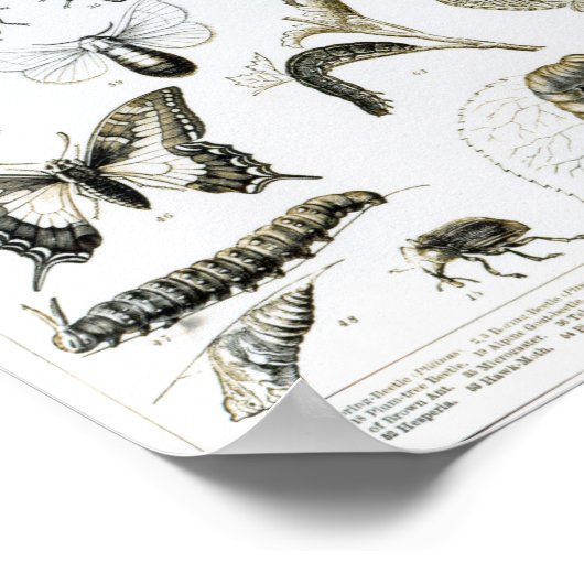 昆虫学 ポスター (角)