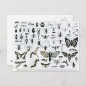 昆虫学 ポストカード (正面/裏面)