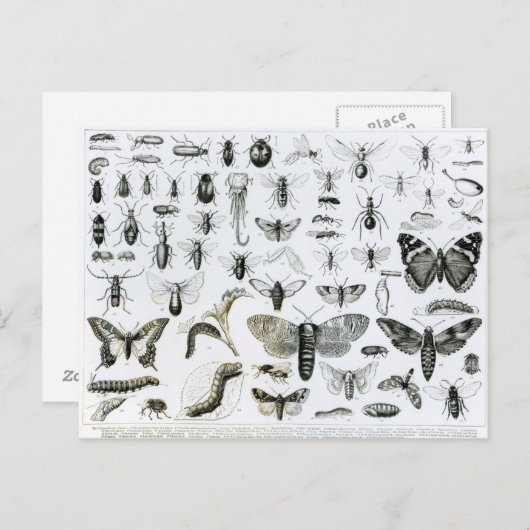 昆虫学 ポストカード (正面/裏面)