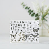 昆虫学 ポストカード (スタンド正面)