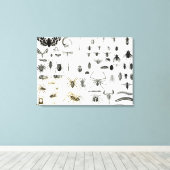 昆虫学、ミリアポダ、アラチニダ キャンバスプリント (インサイチュ (ウッドフロア))