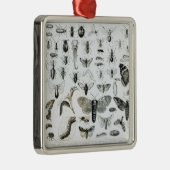 昆虫学 メタルオーナメント (右)