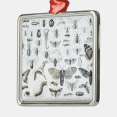 昆虫学 メタルオーナメント (左)