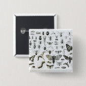 昆虫学 缶バッジ (正面&裏面)