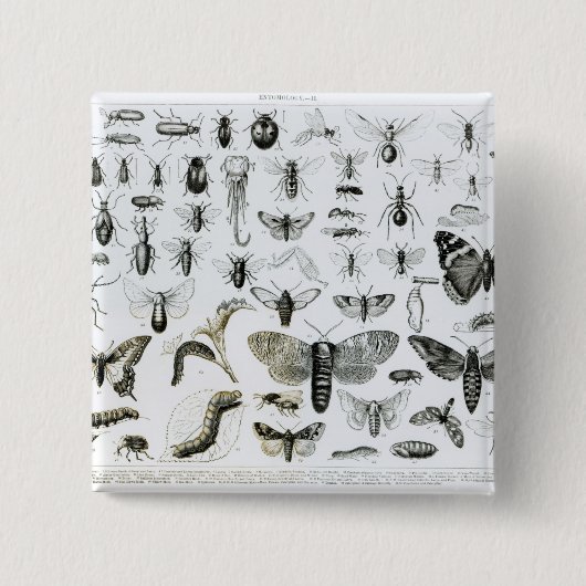 昆虫学 缶バッジ (正面)