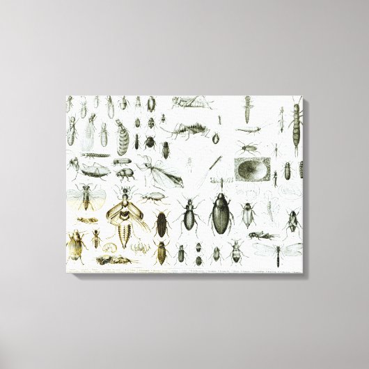 昆虫昆虫学 キャンバスプリント (正面)