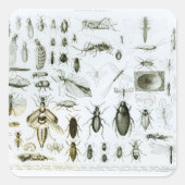 昆虫昆虫学 スクエアシール (正面)