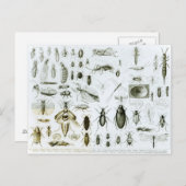 昆虫昆虫学 ポストカード (正面/裏面)