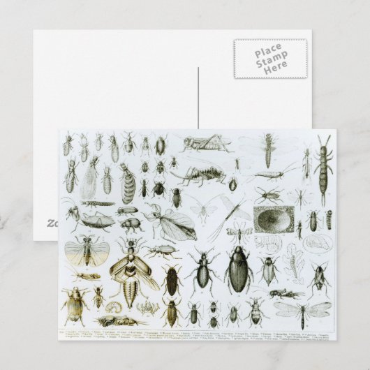 昆虫昆虫学 ポストカード (正面/裏面)