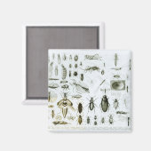 昆虫昆虫学 マグネット (正面/裏面)