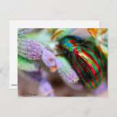 昆虫自然 ポストカード (正面/裏面)