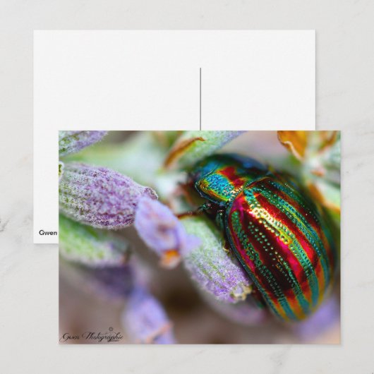 昆虫自然 ポストカード (正面/裏面)