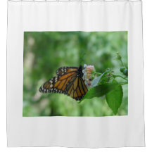 （昆虫）オオカバマダラ、モナークかわいらしバタフライピンクホワイトフラワー