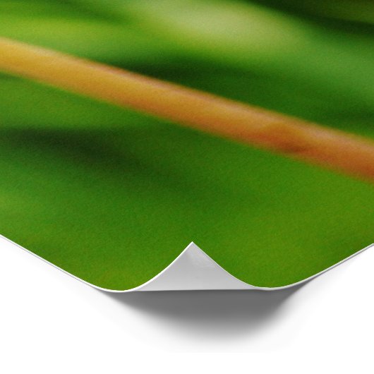 （昆虫）オオカバマダラ、モナークかわいらしバタフライ写真芸術の花 ポスター (角)