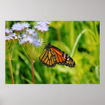 （昆虫）オオカバマダラ、モナークかわいらしバタフライ写真芸術の花