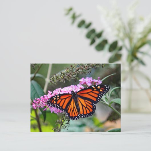 (昆虫)オオカバマダラ、モナークかわいらしバタフライ写真 ポストカード (スタンド正面)