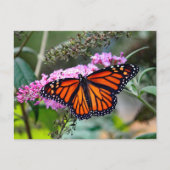 (昆虫)オオカバマダラ、モナークかわいらしバタフライ写真 ポストカード (正面)