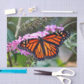 (昆虫)オオカバマダラ、モナークかわいらしバタフライ写真 薄葉紙 (クラフト)