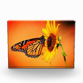 (昆虫)オオカバマダラ、モナークとヒマワリ フォトブロック