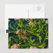 （昆虫）オオカバマダラ、モナークとミルクウィード ポストカード (正面/裏面)