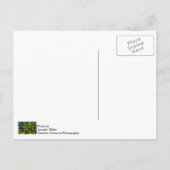 （昆虫）オオカバマダラ、モナークとミルクウィード ポストカード (裏面)