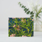 （昆虫）オオカバマダラ、モナークとミルクウィード ポストカード (スタンド正面)