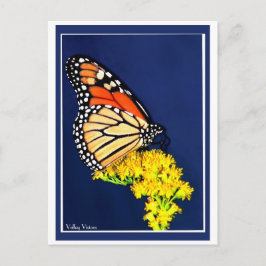 （昆虫）オオカバマダラ、モナークと黄色の争い ポストカード
