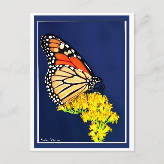 （昆虫）オオカバマダラ、モナークと黄色の争い ポストカード (正面)