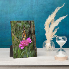 （昆虫）オオカバマダラ、モナークのかわいらし蝶がピンクの《植物》百日草の花 フォトプラーク