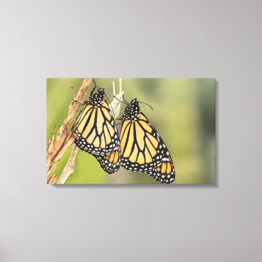 （昆虫）オオカバマダラ、モナークのペアButterflys Photography Canvas A キャンバスプリント (正面)
