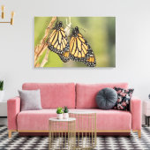 （昆虫）オオカバマダラ、モナークのペアButterflys Photography Canvas A キャンバスプリント (インサイチュ (リビング))