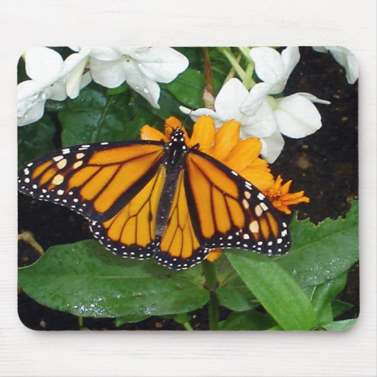 （昆虫）オオカバマダラ、モナークのマウスパッド マウスパッド (正面)