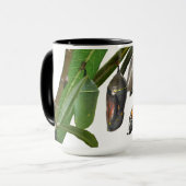 (昆虫)オオカバマダラ、モナークのライフサイクル マグカップ (正面左)