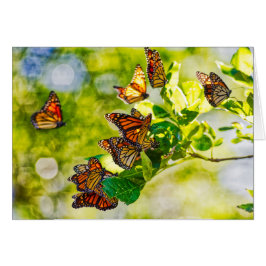 （昆虫）オオカバマダラ、モナークの収集