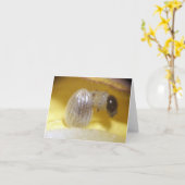 （昆虫）オオカバマダラ、モナークの幼虫のメッセージカード カード (黄色い花)