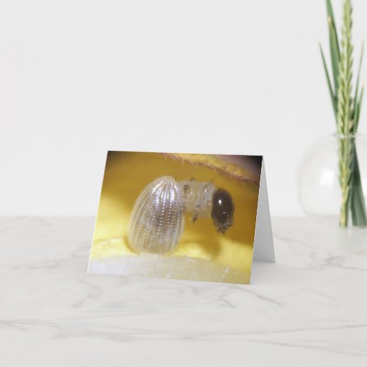 （昆虫）オオカバマダラ、モナークの幼虫のメッセージカード カード (正面)