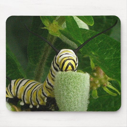 (昆虫)オオカバマダラ、モナークの幼虫のmousepad マウスパッド (正面)
